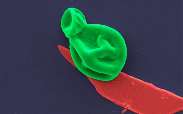 Una célula fúngica (verde) interactúa con una nanocapa de fósforo negro (rojo)