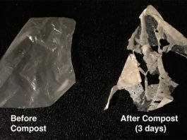 Nuevo proceso convierte plásticos «biodegradables» en realmente compostables El plástico modificado (izquierda) se descompone después de sólo tres días en compost estándar (derecha) y por completo después de dos semanas