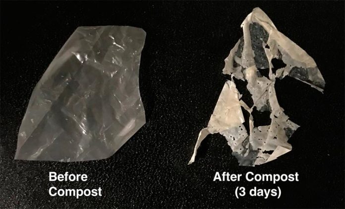 El plástico modificado (izquierda) se descompone después de sólo tres días en compost estándar (derecha) y por completo después de dos semanas El plástico modificado (izquierda) se descompone después de sólo tres días en compost estándar (derecha) y por completo después de dos semanas