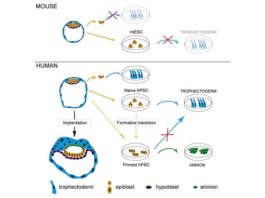 Descubierta una propiedad regenerativa única de las células en el embrión humano temprano Diferencias entre la formación del embrión humano y el de ratón
