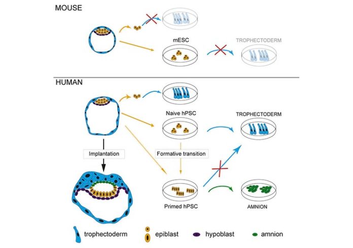 Diferencias entre la formación del embrión humano y el de ratón
