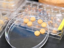 Esponja de polen ecológica para combatir los vertidos de petróleo Para hacer la esponja con la que se busca luchar contra los vertidos de petróleo, el equipo de investigación primero transformó granos duros de polen en un material suave similar a un gel, antes de liofilizar el material. Estos procesos dieron como resultado la formación de esponjas de polen con arquitecturas porosas en 3D