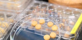 Esponja de polen ecológica para combatir los vertidos de petróleo Para hacer la esponja con la que se busca luchar contra los vertidos de petróleo, el equipo de investigación primero transformó granos duros de polen en un material suave similar a un gel, antes de liofilizar el material. Estos procesos dieron como resultado la formación de esponjas de polen con arquitecturas porosas en 3D