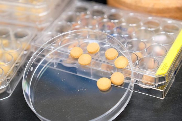 Para hacer la esponja con la que se busca luchar contra los vertidos de petróleo, el equipo de investigación primero transformó granos duros de polen en un material suave similar a un gel, antes de liofilizar el material. Estos procesos dieron como resultado la formación de esponjas de polen con arquitecturas porosas en 3D Para hacer la esponja con la que se busca luchar contra los vertidos de petróleo, el equipo de investigación primero transformó granos duros de polen en un material suave similar a un gel, antes de liofilizar el material. Estos procesos dieron como resultado la formación de esponjas de polen con arquitecturas porosas en 3D
