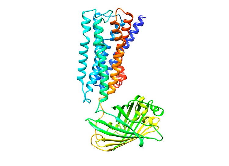 Búsqueda de un tratamiento para la depresión: Una estructura simulada de psychLight que consta de 5-HT2AR (gris), un enlazador (magenta) y un cpGFP (verde), sobre fondo blanco