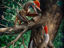 Nuevo reptil volador jurásico revela el pulgar oponible más antiguo Kunpengopterus antipollicatus, con el pulgar oponible más antiguo