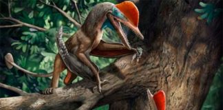 Nuevo reptil volador jurásico revela el pulgar oponible más antiguo Kunpengopterus antipollicatus, con el pulgar oponible más antiguo