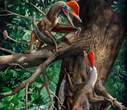 Nuevo reptil volador jurásico revela el pulgar oponible más antiguo Kunpengopterus antipollicatus, con el pulgar oponible más antiguo