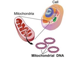 Las mutaciones del ADN mitocondrial son esenciales para la supervivencia en el cáncer de intestino La célula, la mitocondria y el ADN mitocondrial
