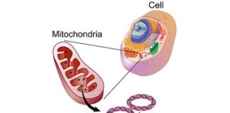 Las mutaciones del ADN mitocondrial son esenciales para la supervivencia en el cáncer de intestino La célula, la mitocondria y el ADN mitocondrial