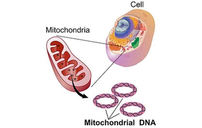 La célula, la mitocondria y el ADN mitocondrial