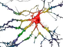 Depresión: Droga de tipo psicodélico sin los efectos secundarios alucinógenos Imagen representativa de neuronas del hipocampo disociadas cultivadas que expresan de forma transitoria psychLight1 y psychLight2