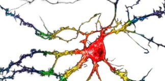 Depresión: Droga de tipo psicodélico sin los efectos secundarios alucinógenos Imagen representativa de neuronas del hipocampo disociadas cultivadas que expresan de forma transitoria psychLight1 y psychLight2