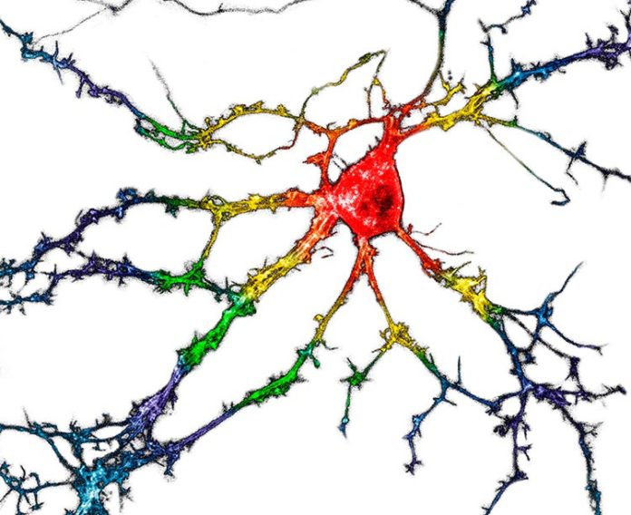 Imagen representativa de neuronas del hipocampo disociadas cultivadas que expresan de forma transitoria psychLight1 y psychLight2