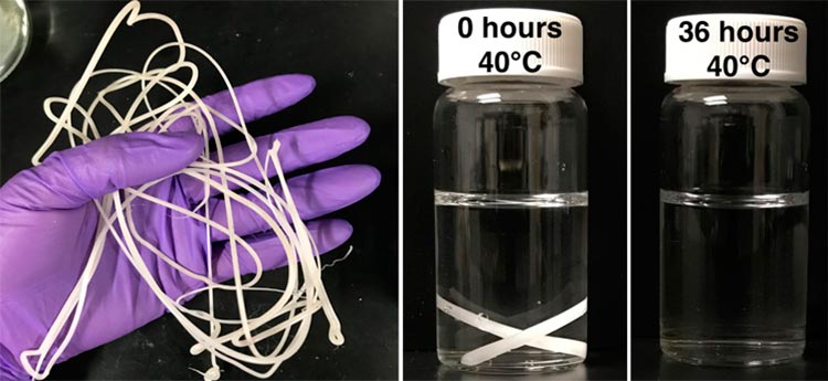 Un filamento de plástico PCL (policaprolactona) extruido en fusión (izquierda) con nanoclusters incrustados de la enzima lipasa envuelta en RHP se degradó casi por completo en pequeñas moléculas en 36 horas en agua tibia (40ºC)