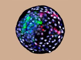 Investigadores generan embriones quiméricos de mono y humano Embriones quiméricos: quimera blastocisto humano-mono