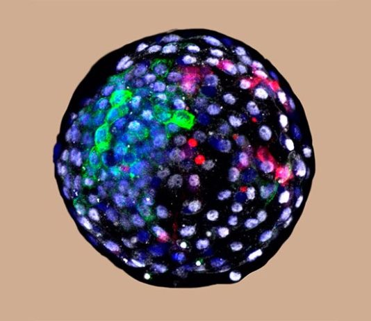 Investigadores generan embriones quiméricos de mono y humano Embriones quiméricos: quimera blastocisto humano-mono