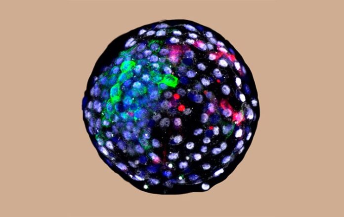 Embriones quiméricos: quimera blastocisto humano-mono Embriones quiméricos: quimera blastocisto humano-mono