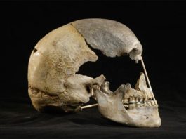 La ascendencia neandertal identifica el genoma humano moderno más antiguo Vista lateral del cráneo casi completo de Zlatý kůň gracias al ADN de los neandertales