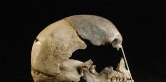 La ascendencia neandertal identifica el genoma humano moderno más antiguo Vista lateral del cráneo casi completo de Zlatý kůň gracias al ADN de los neandertales