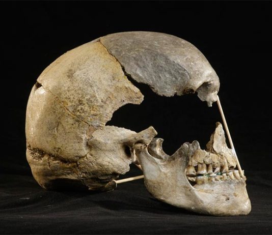 La ascendencia neandertal identifica el genoma humano moderno más antiguo Vista lateral del cráneo casi completo de Zlatý kůň gracias al ADN de los neandertales