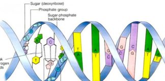 El ADN bacteriano se puede leer hacia adelante o hacia atrás Estructura de ADN bacteriano