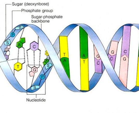 El ADN bacteriano se puede leer hacia adelante o hacia atrás Estructura de ADN bacteriano