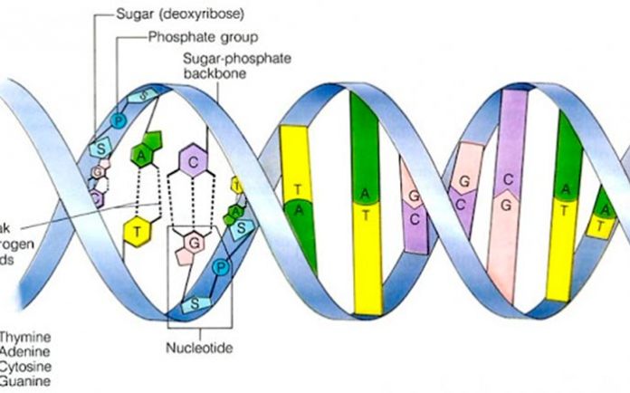 Estructura de ADN bacteriano Estructura de ADN bacteriano