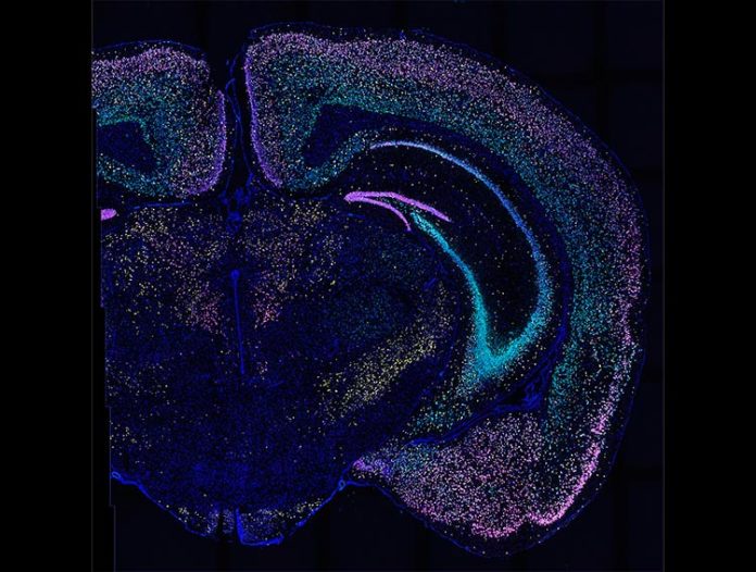 BARseq2 detecta docenas de genes en miles de neuronas en este corte de cerebro de ratón. Cada color ilumina un conjunto diferente de genes