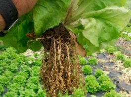 El subproducto de la cerveza mezclado con estiércol es un excelente pesticida Agallamiento de la raíz causado por la infestación de nematodos agalladores
