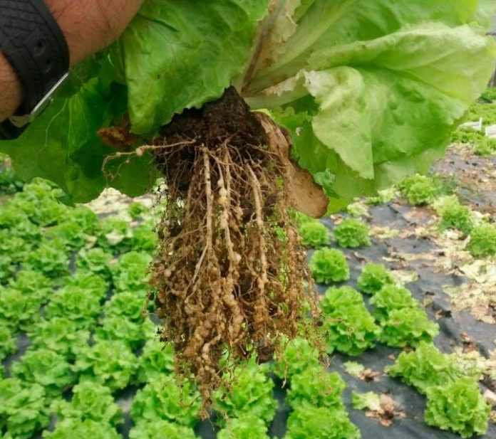 Agallamiento de la raíz causado por la infestación de nematodos agalladores Agallamiento de la raíz causado por la infestación de nematodos agalladores