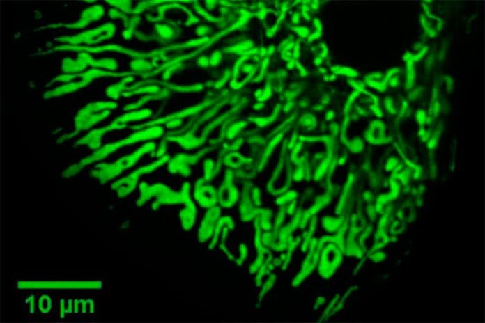 Mitocondrias dentro de las células del hígado (hepatocitos)