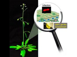 Nuevo estudio sobre cómo se defienden las plantas de los patógenos Los GBPL de plantas generan compartimentos en forma de gel para la activación de genes de defensa contra la infección