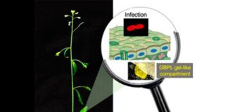 Nuevo estudio sobre cómo se defienden las plantas de los patógenos Los GBPL de plantas generan compartimentos en forma de gel para la activación de genes de defensa contra la infección