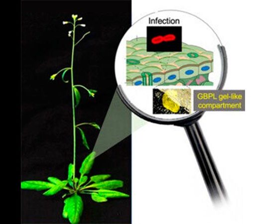 Nuevo estudio sobre cómo se defienden las plantas de los patógenos Los GBPL de plantas generan compartimentos en forma de gel para la activación de genes de defensa contra la infección