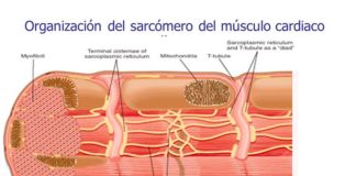 Investigadores identifican un enfoque novedoso para reparar el corazón humano con insuficiencia cardíaca Sarcómero en el músculo cardíaco