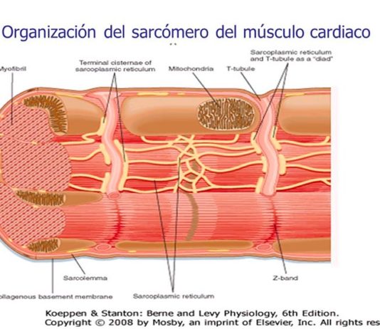 Investigadores identifican un enfoque novedoso para reparar el corazón humano con insuficiencia cardíaca Sarcómero en el músculo cardíaco