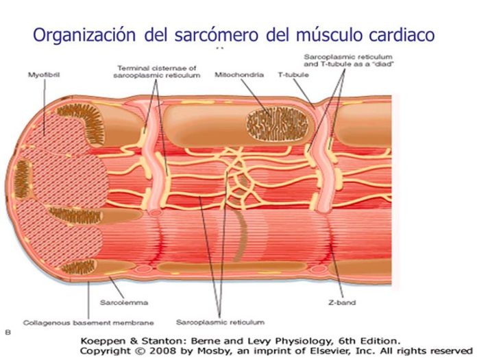 Sarcómero en el músculo cardíaco