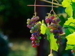 Vino: La investigación genética de la uva revela la flor perfecta Uvas