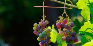 Vino: La investigación genética de la uva revela la flor perfecta Uvas