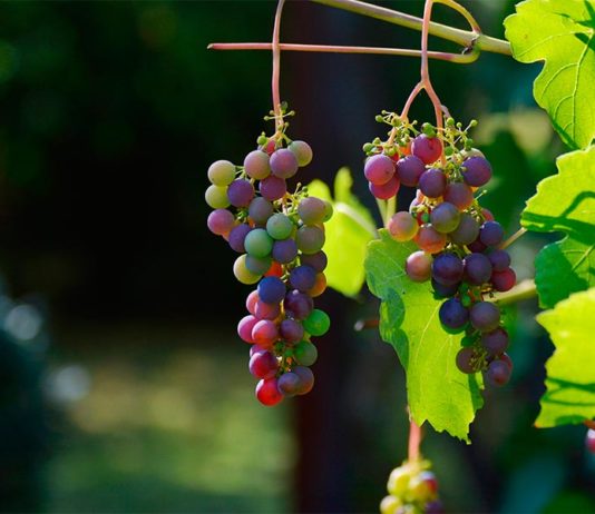 Vino: La investigación genética de la uva revela la flor perfecta Uvas