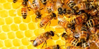 Una abeja obrera sudafricana se reproduce haciendo clones casi perfectos de sí misma Abejas obreras