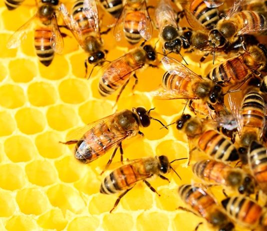 Una abeja obrera sudafricana se reproduce haciendo clones casi perfectos de sí misma Abejas obreras