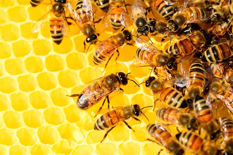 Impulso desconcertado voltaje Una abeja obrera sudafricana se reproduce con clones casi perfectos