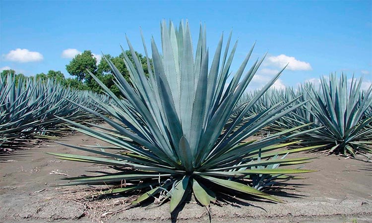 Agave tequilana variedad azul del que se obtiene el tequila