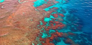 Un agente alcalinizante en el océano a lo largo de la Gran Barrera de Coral podría compensar 10 años de acidificación Parte de la Gran Barrera de Coral