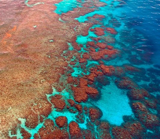 Un agente alcalinizante en el océano a lo largo de la Gran Barrera de Coral podría compensar 10 años de acidificación Parte de la Gran Barrera de Coral
