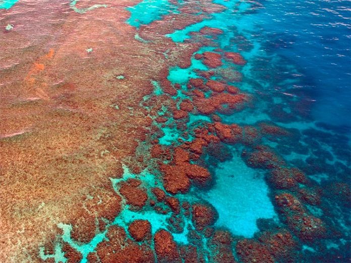 Parte de la Gran Barrera de Coral