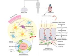 El cerebro y los testículos humanos tienen la mayor cantidad de proteínas comunes del cuerpo Resumen de la organización celular del cerebro y los testículos humanos