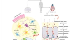 El cerebro y los testículos humanos tienen la mayor cantidad de proteínas comunes del cuerpo Resumen de la organización celular del cerebro y los testículos humanos